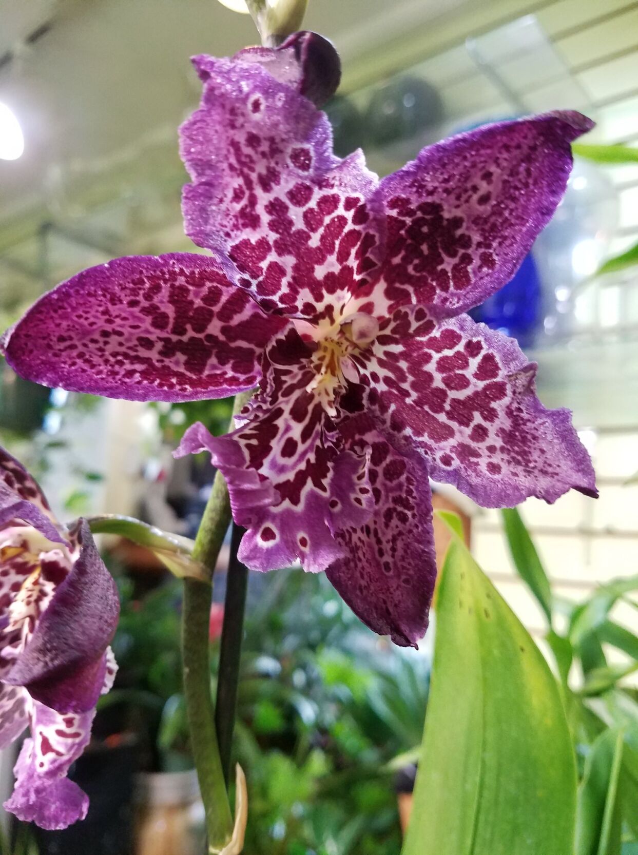 Orchid-p2.jpg